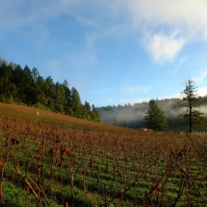 Hundred Acre Ark Vineyard Winter