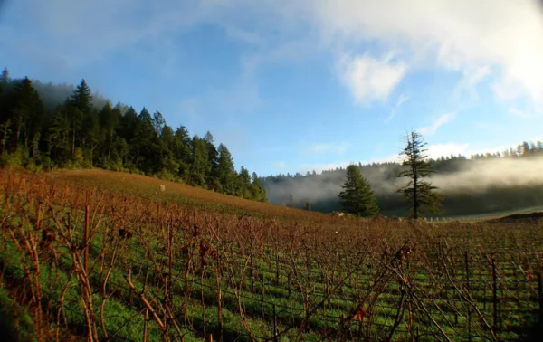 Hundred Acre Ark Vineyard Winter