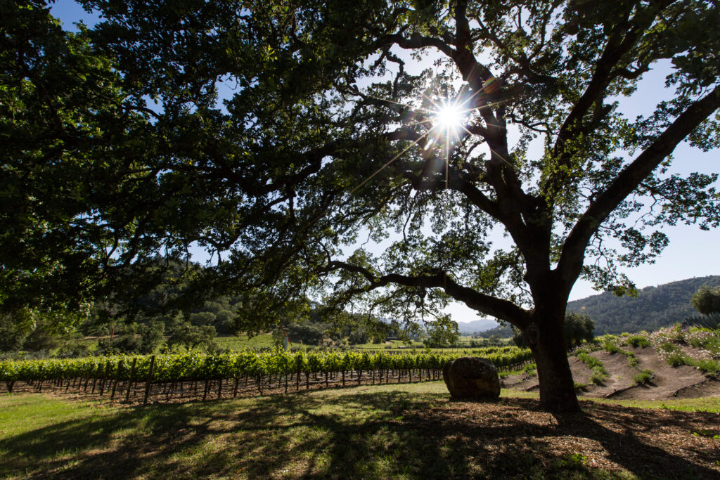 Hundred Acre Few and Far Between Vineyard Spring