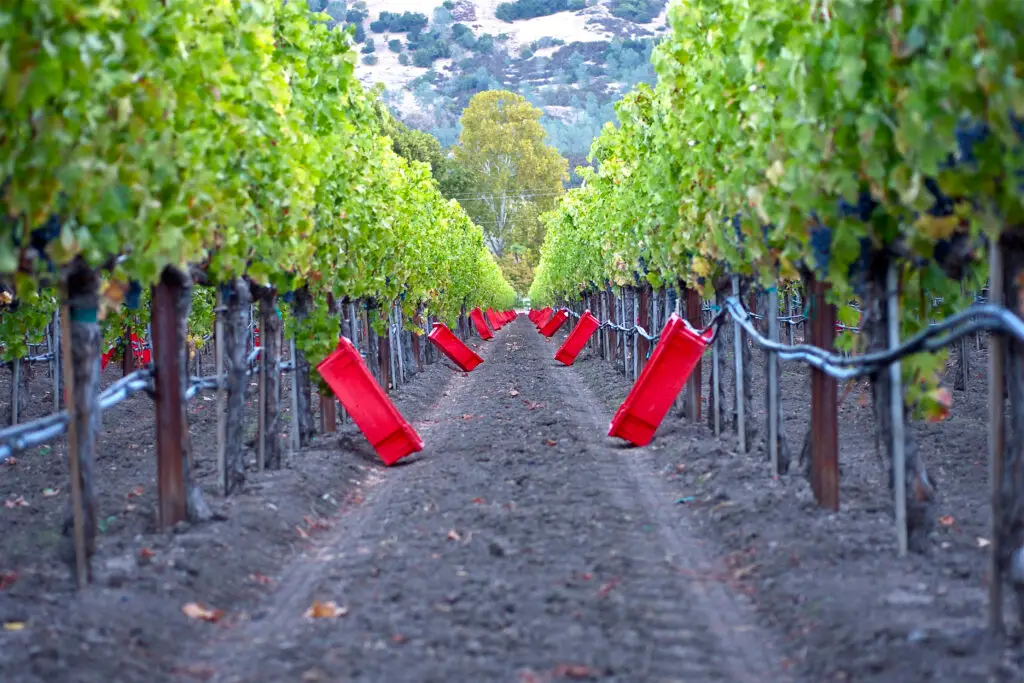 An image of rows of green vineyards and red picking boxes lying next to the vines.