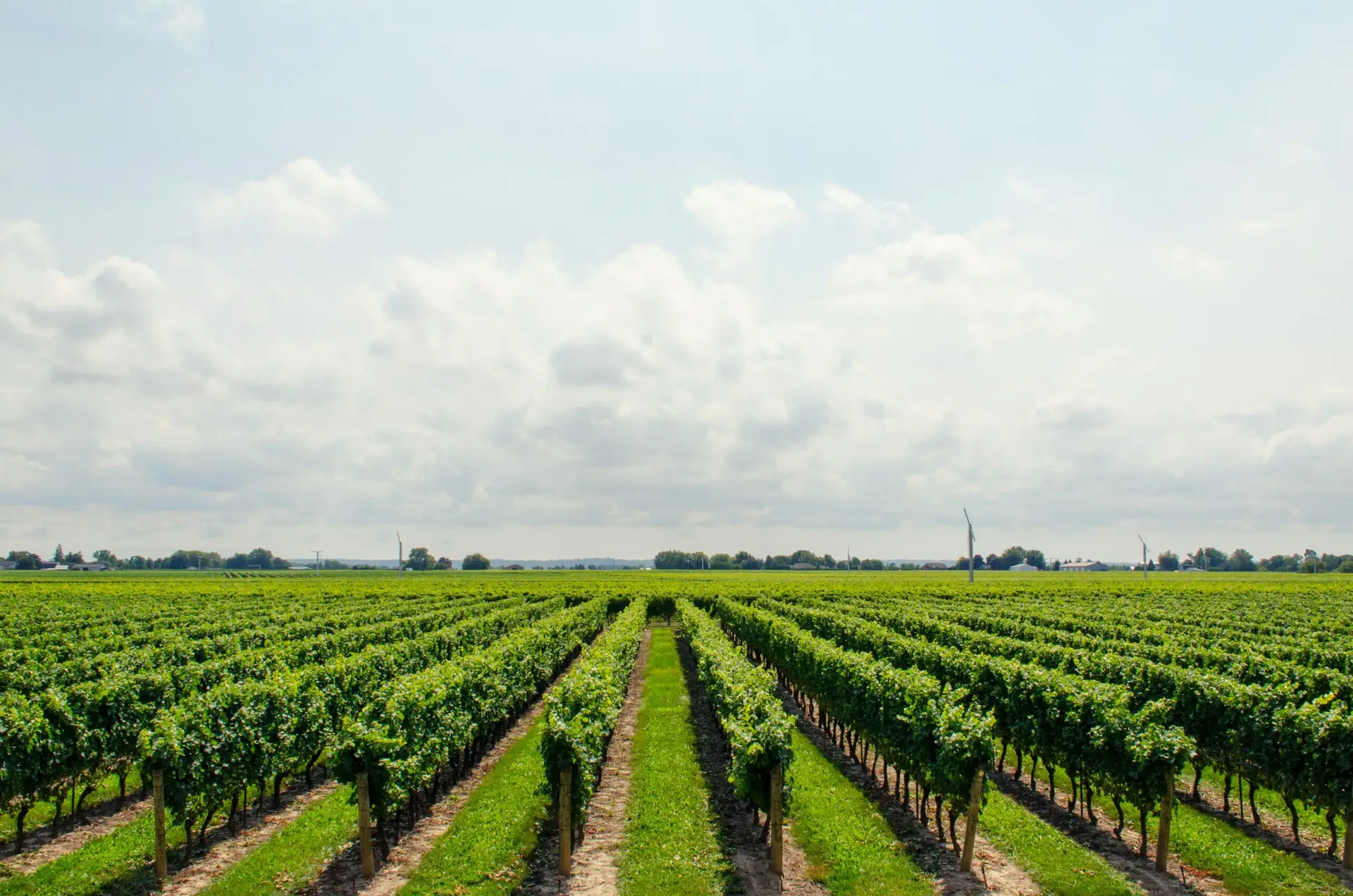 Rows of vines