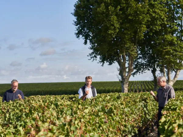 Equipe de Chateau Mouton Rothschild and image of men tasting grapes amongst the vineyards