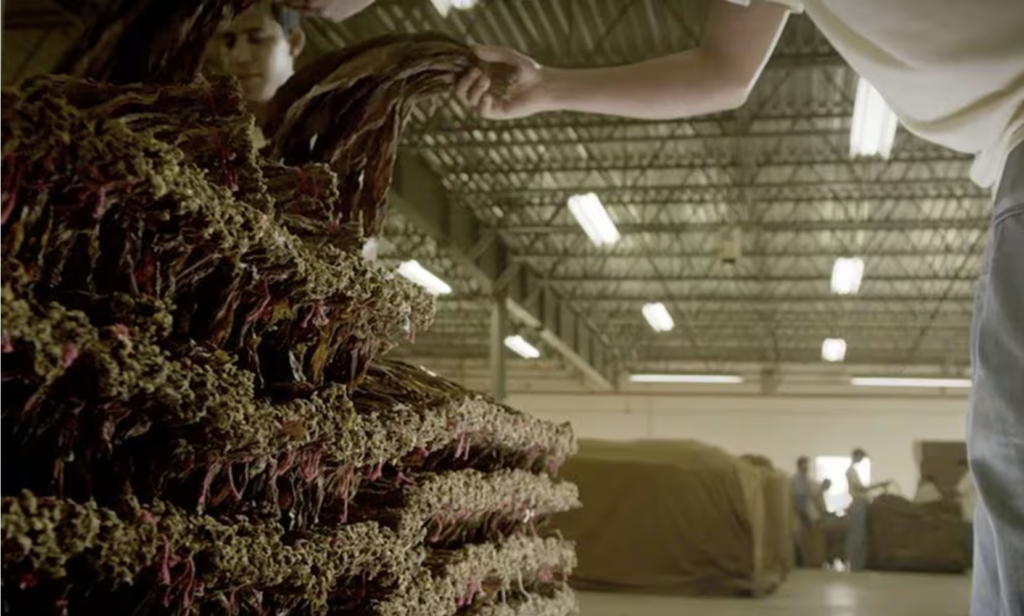 Hands selecting tobacco