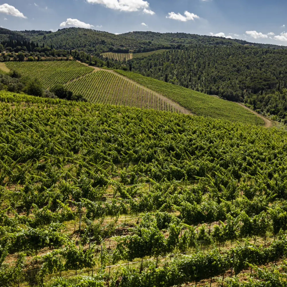 Tignanello Vineyards