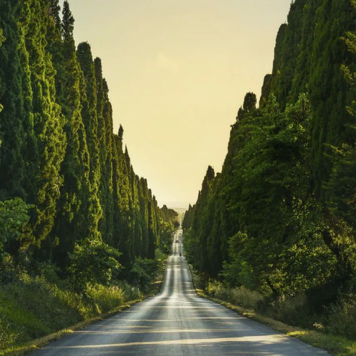 Cypress Trees to the Sea