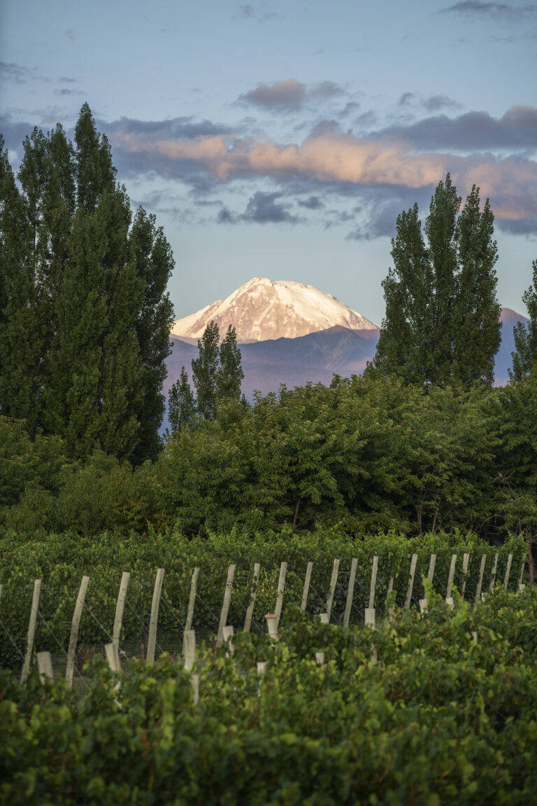 Finca Ambrosia Vineyards View of mountains