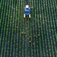 View over the vineyards with people picking grapes and a tractor nearby