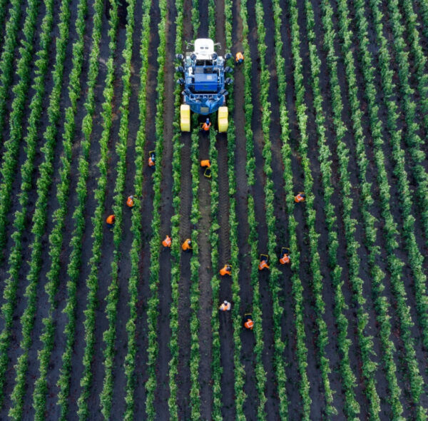 View over the vineyards with people picking grapes and a tractor nearby