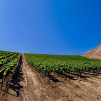 Paul Lato Vineyards - Santa Barbara County