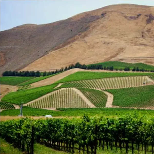 An image of Bien Nacido Vineyards