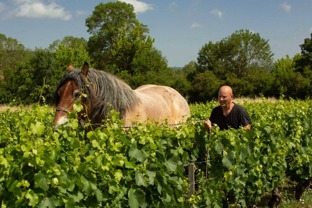 A horse amongst the vineyards at Domaine Leflaive. In addition to replacing the use of weedkillers and offering a zero carbon footprint, the passage of the horse allows less compaction of the soil and promotes organic life.