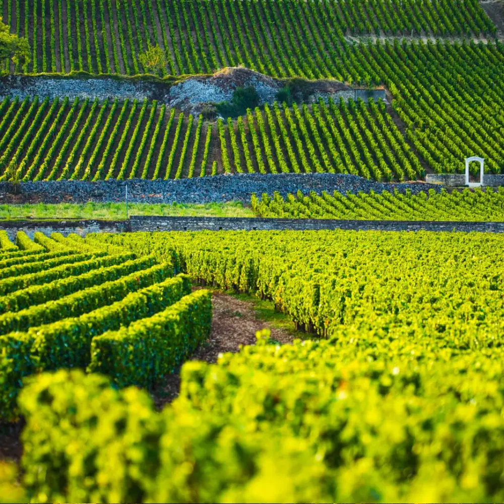 Olivier Leflaive Vineyards