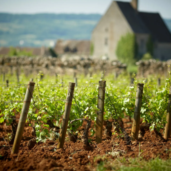 Olivier Leflaive Vineyards