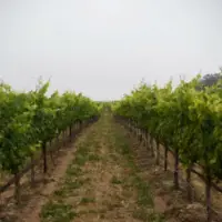 An image of the Solomon Hills Vineyard which produces the Pinot Noir for this wine