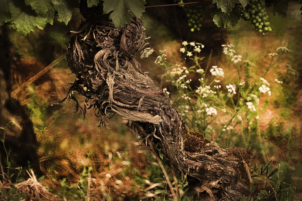 A close up of a gnarled old vine