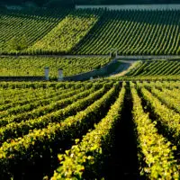 Vineyards of Domaine Leflaive