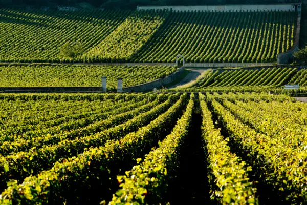 Vineyards of Domaine Leflaive