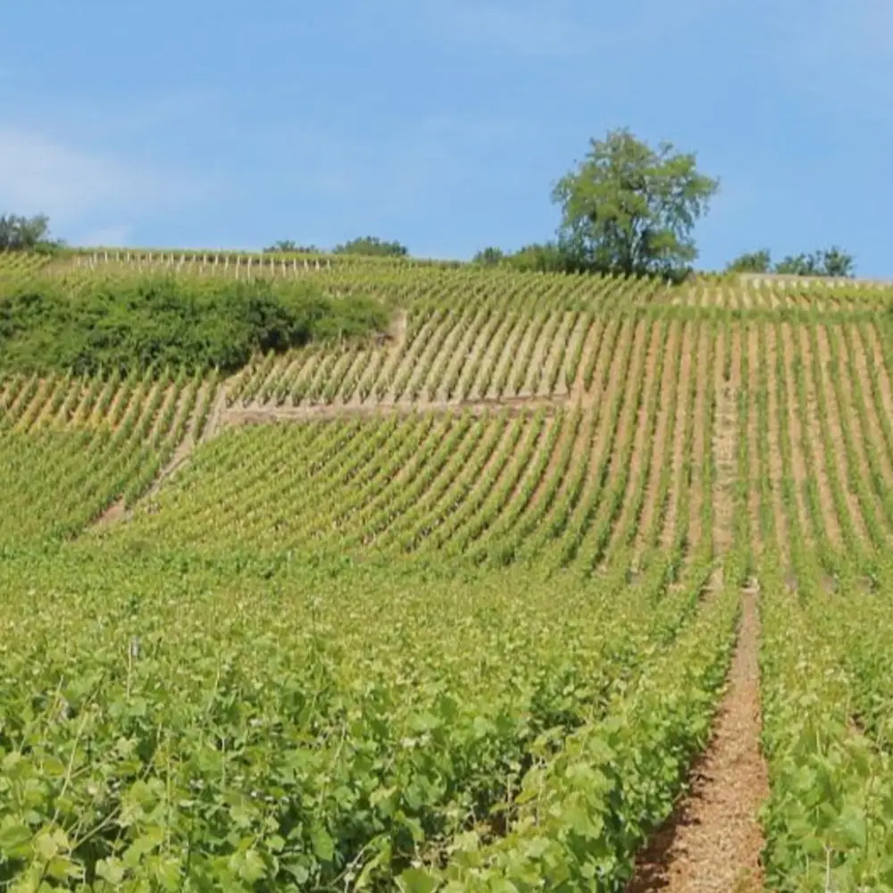 AF Gros Vineyards