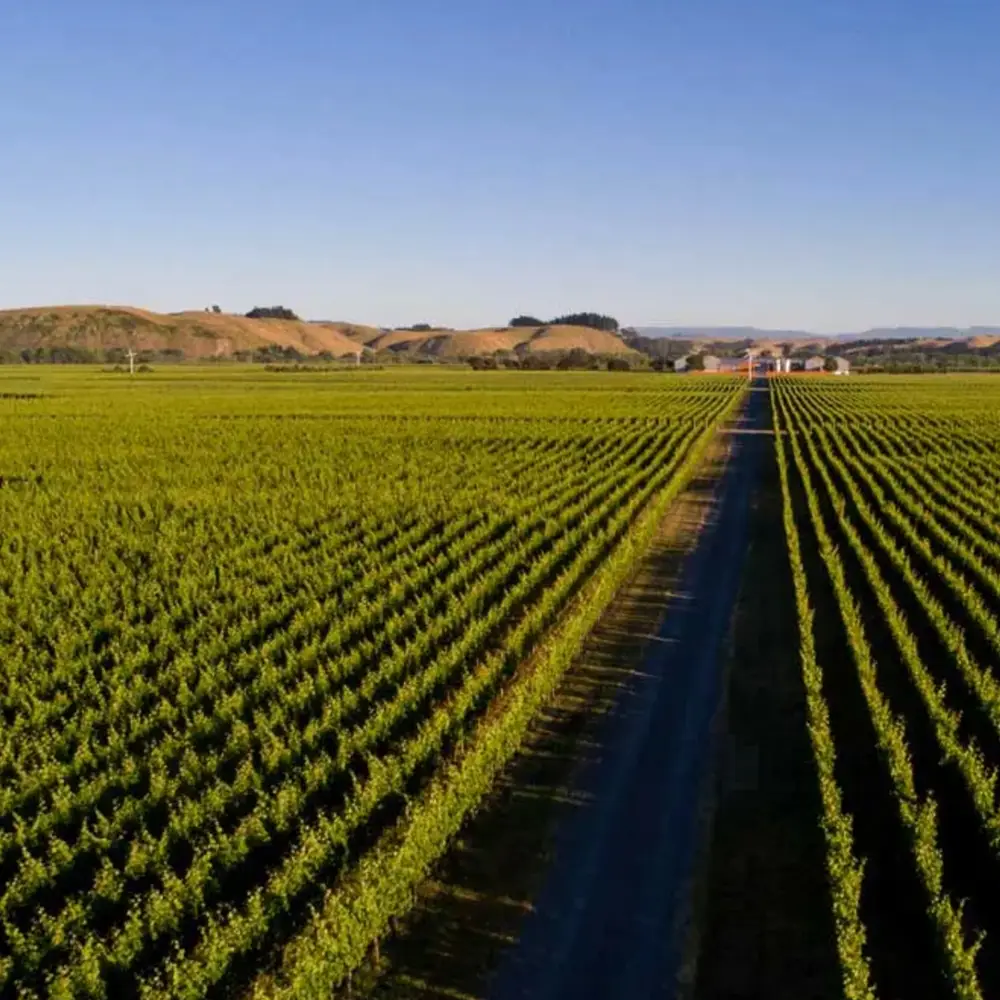 Rows and rows of vines -at Gimblett Gravels vineyard