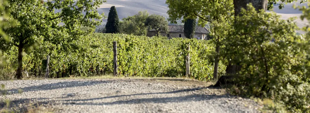 Vineyards at Il Poggione