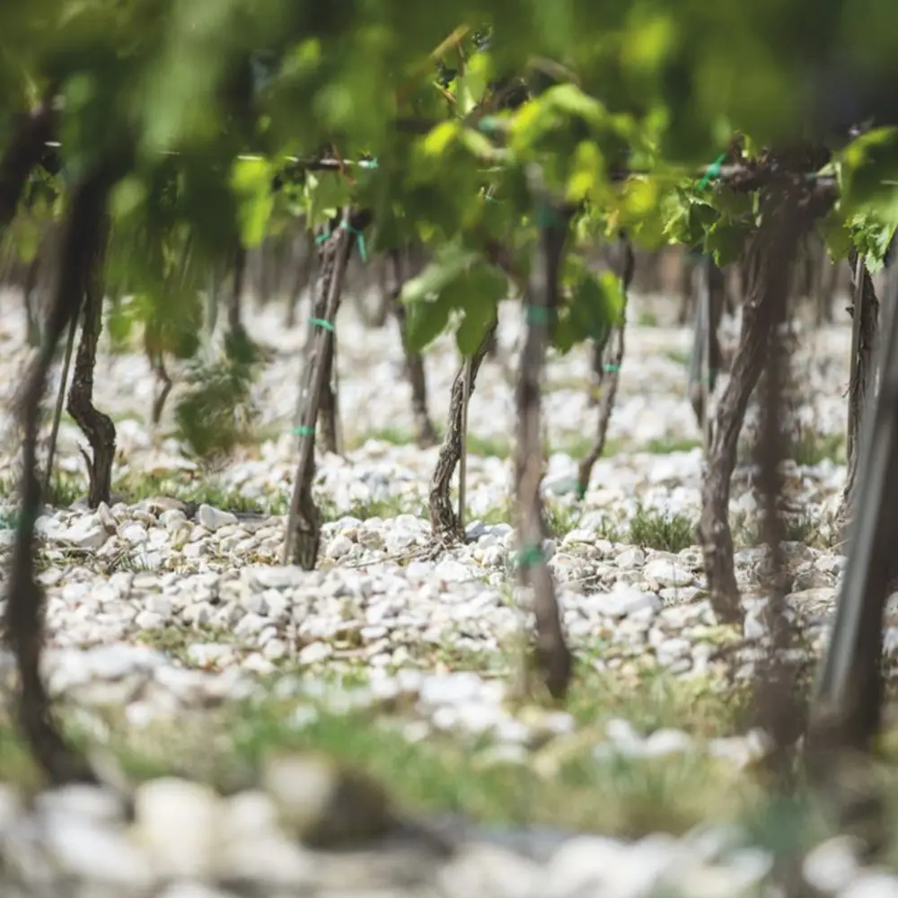 Soil in Tignanello Vineyards