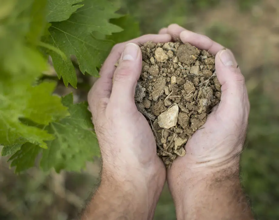 Poggio alle Nane Soil in a persons hands