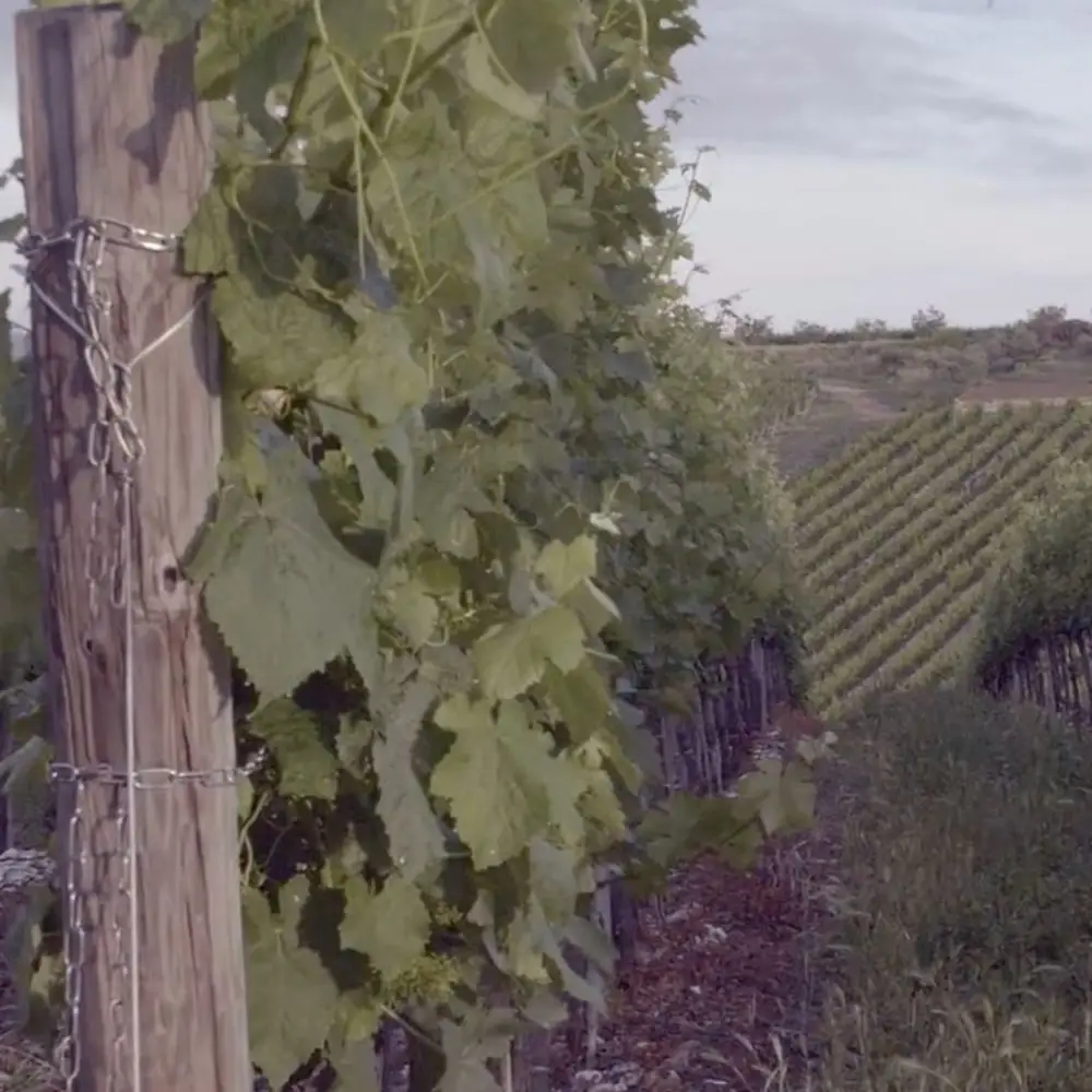 Vineyards Tignanello