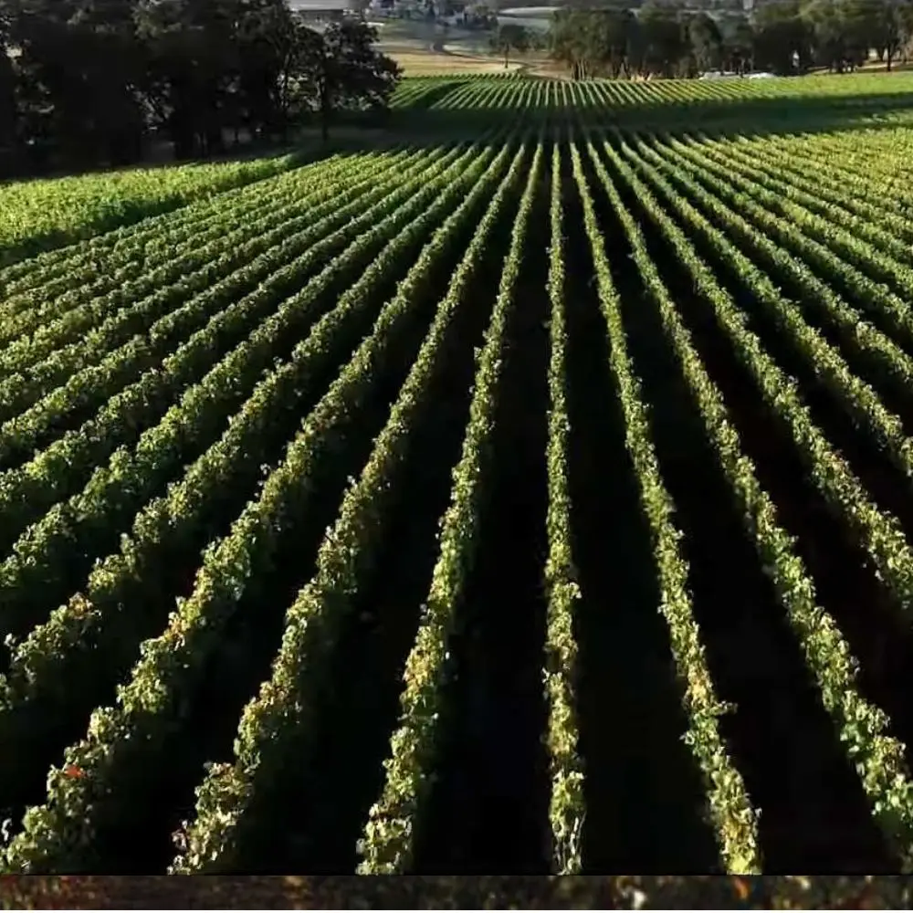 La RIoja Alta Vineyards rows of vines