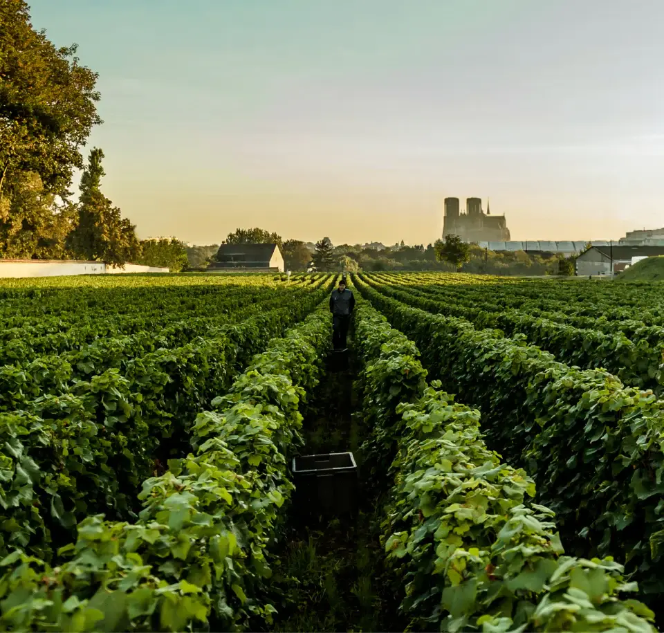 Lanson Vineyard