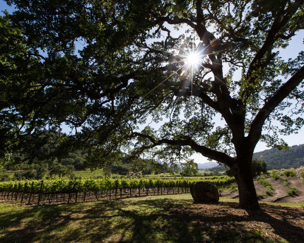 Hundred Acre Vineyard in the Spring