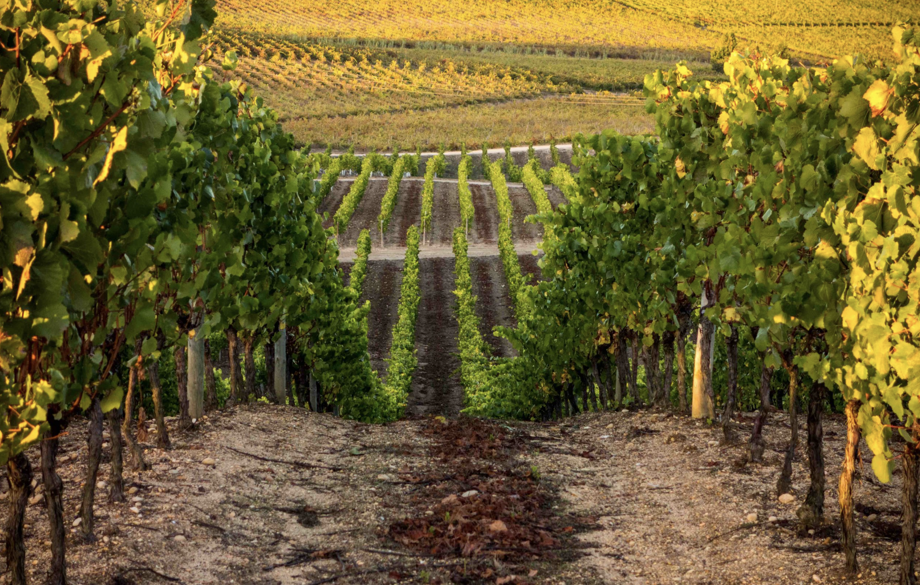Quinta Colinas Vineyards